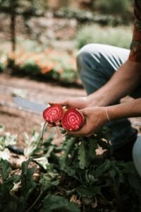 A farmer cutting fresh organic beetroot in the garden on a sunny day, highlighting healthy lifestyle and farming. beetroot powder