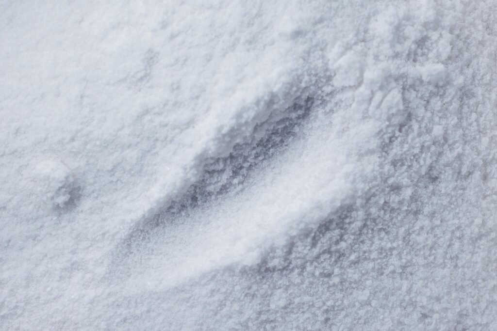Detailed macro photograph of a white powdered texture, perfect for backgrounds.